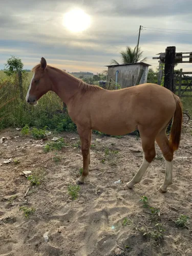 Poldo quarto de milha
