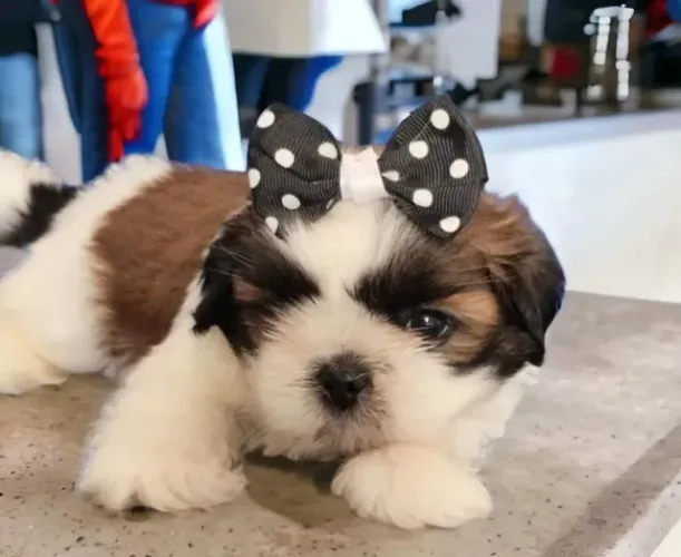 Shihtzu Filhotes Miniaturas Prontos Para Ser Seu.