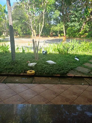 Vendo patos