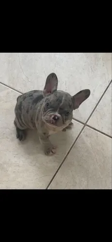 Cachorro 