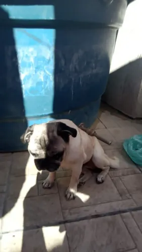 Pug fêmea