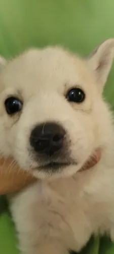 HUSKY SIBERIANO