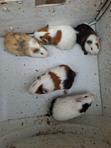 Porquinho da Índia
