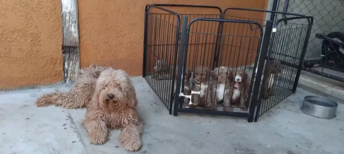 Lindos filhotes de Goldendoodle, nascimento em 27.07.26