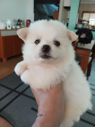 Spitz Alemão anão Lulu da Pomeranea fêmeas