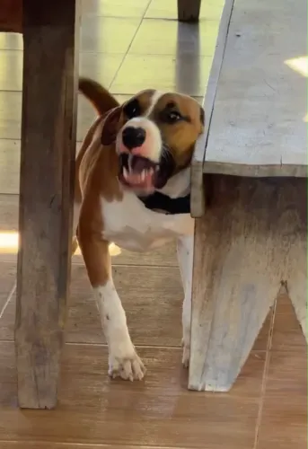 Filhote de Dogue Brasileiro