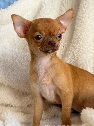 Chihuahua, chipado, temperamento sensacional!
