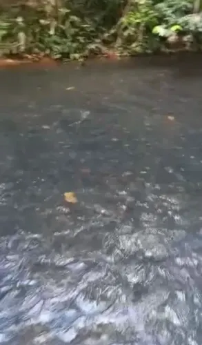 Vende-se uma excelente chácara de 6 alqueires