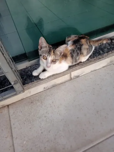 Gatinha tricolor para adoção