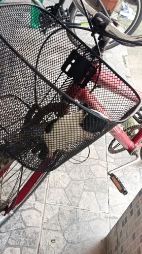 Vendo porquinho da índia com 7 meses 50$