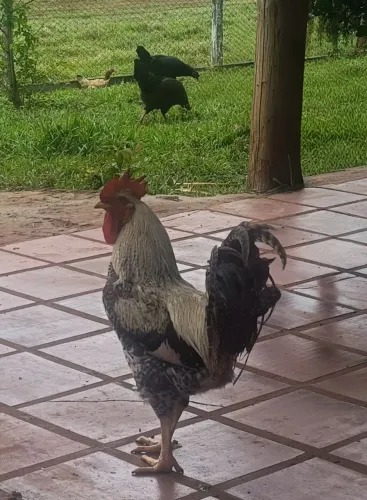 Frango/galinha caipira