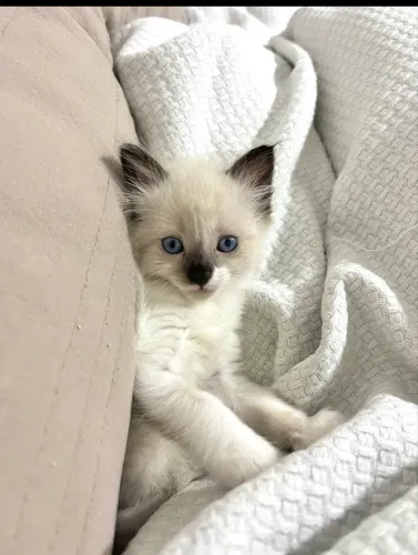 Gato persa com siamês