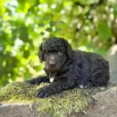 Poodle,Poodle Filhote Muito Amoroso e Dócil