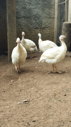 Angola Francesa Macho