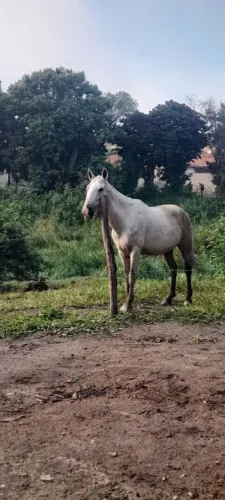 Vendo cavalo baio por 2.500
