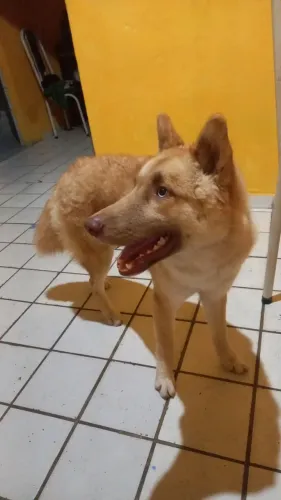Husky 