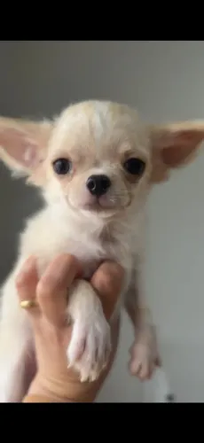 Chihuahuas Machos Pelo Longo