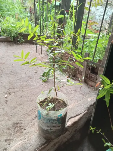 Vendo 2 muda de romã 25 reais a unidade 