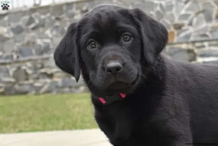 Labrador - Disponível com Entrega Rápida