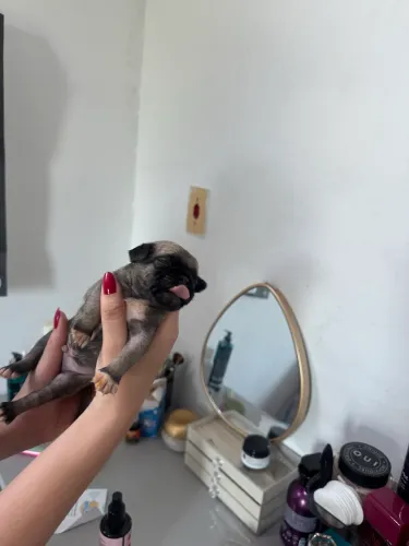 Filhotes de pug puros