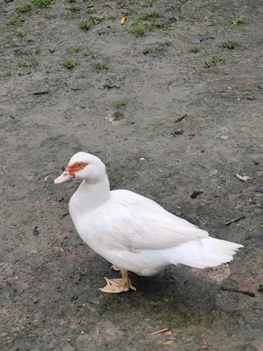 Vendo 1 ganso e uma pata
