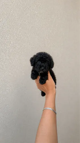 Poodle toy fêmea maravilhosa