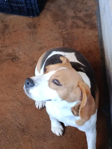 Lindo macho de beagle macho adulto 