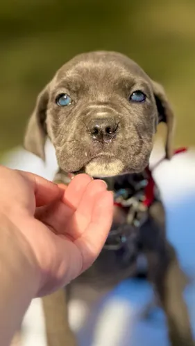 Cane corso fêmea