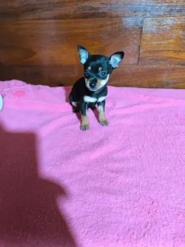 Pinscher zero