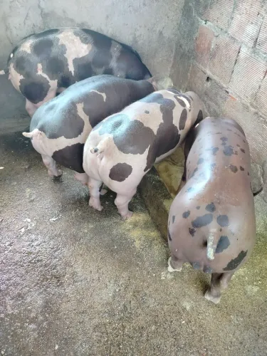 Porco pietran belga