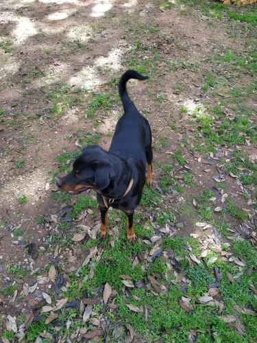 vendo filhote de rotiwailer 7 meses com todas vacinas 200 reias
