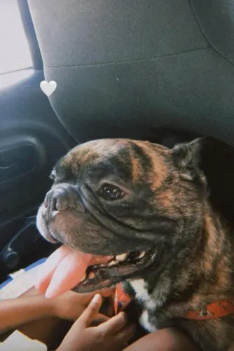FILHOTE BULLDOG FRANCÊS unidade
