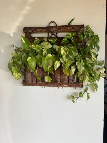 Arranjo de parede com planta Jibóia 