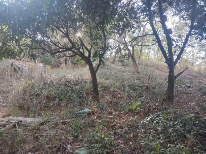 Vende se esse lote com plantação de flutas 100mil