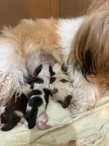 Filhotes de Shih Tzu