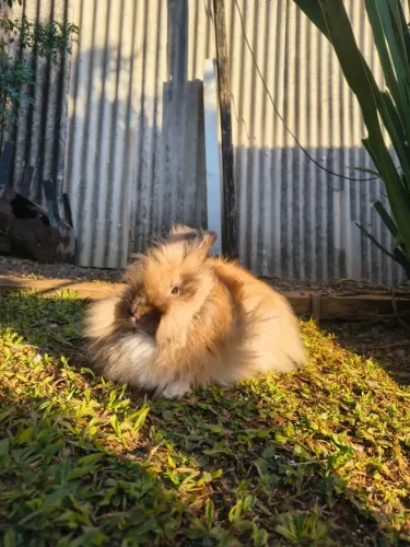 Coelho Lion Head