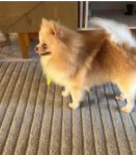 Lulu da POMERÂNEA