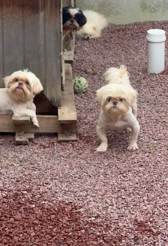 Plantel de Shih tzu