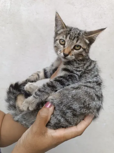 Gatinha Fêmea para adoção