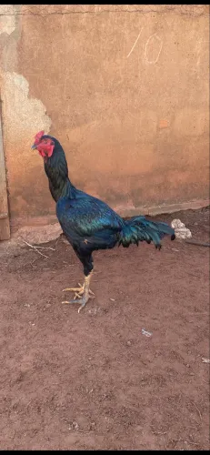 Frangos