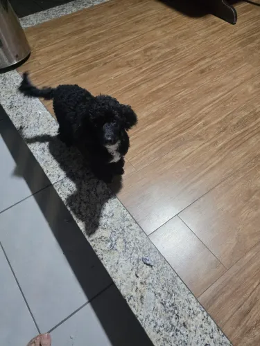 Vendo podlle toy pura