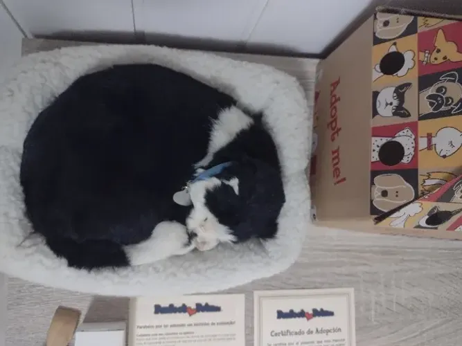 Perfect Petzzz Filhote Gato Black White Shorthair Imex 