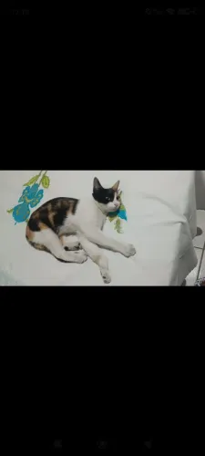 Doação de gatinha urgente
