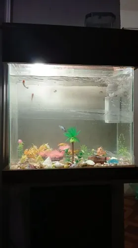 Aquario 80 litros