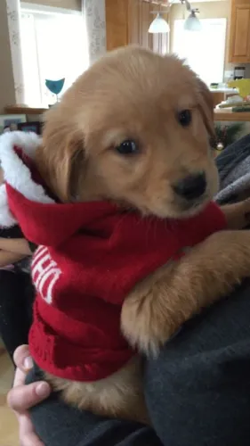 Filhote Golden Retriever Macho Companheiro e Alegre