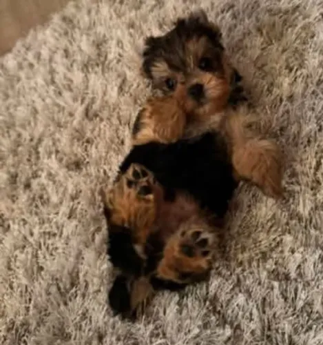 Filhote Yorkshire Terrier, Seus dias de solidão acabaram!