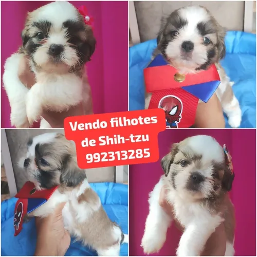 Vendo filhotes de Shih-tzu