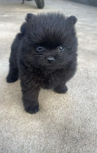 Spitz alemão macho 2.500