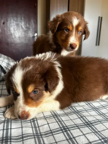 Border collie filhotes disponíveis