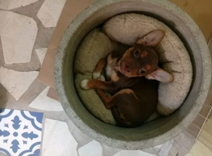 Pinscher Macho Pequeno e Vigilante